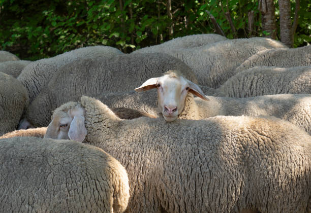 Herd of sheep in the morning