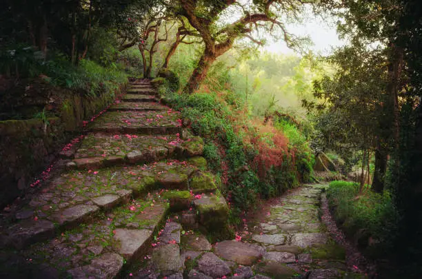 Nice and romantic footpath with flower covered stone stairs in the middle of a green dremy forest in spring