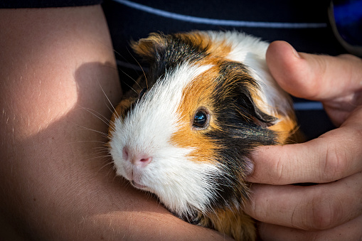 Close-up of Guinea pig in girl's hands. She is embracing and stroking her pet.