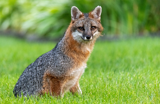 Beautiful fox animal looking at camera. Horizontal outdoor colored image
