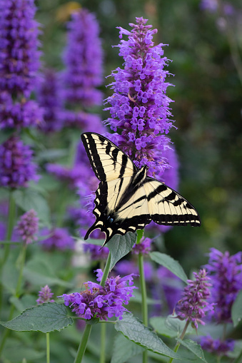 A Western Tiger Swallowtail Butterfly on a purple flower.