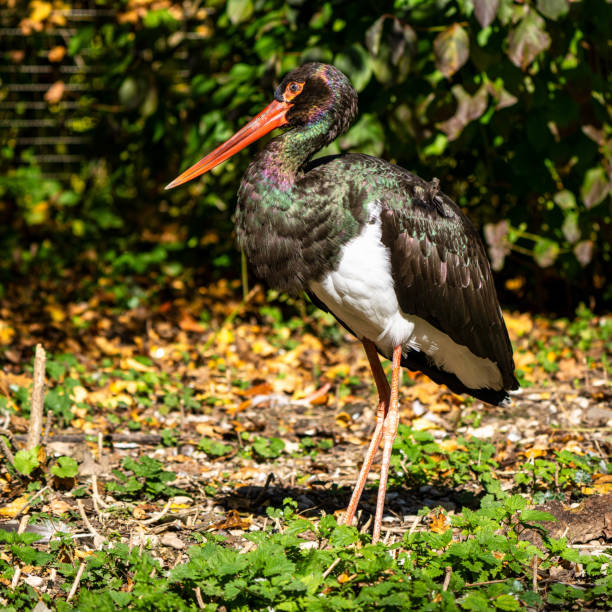 istock Black stork, Ciconia nigra in a german nature park 1264716846