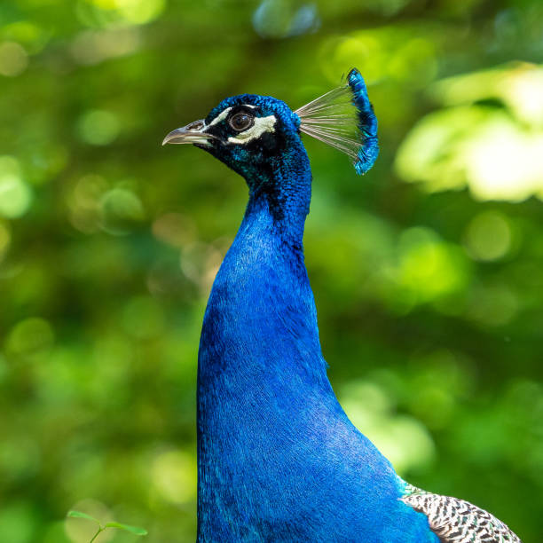 istock Indian Peacock or Blue Peacock, Pavo cristatus 1264716861
