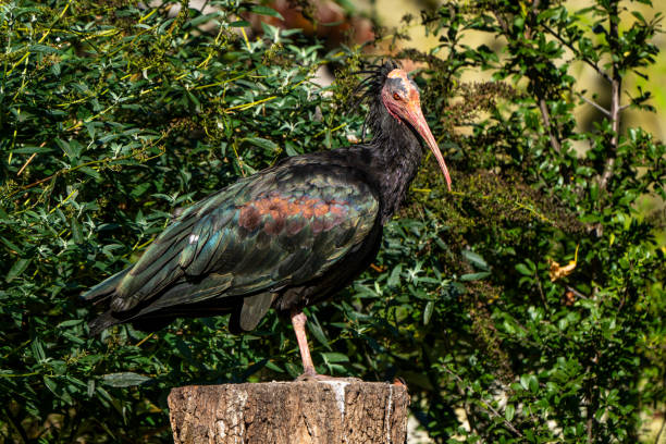 istock Northern Bald ibis, Geronticus eremita in the zoo 1264716869