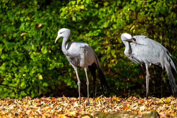 The Blue Crane, Grus paradisea, is an endangered bird specie endemic to Southern Africa. It is the national bird of South Africa