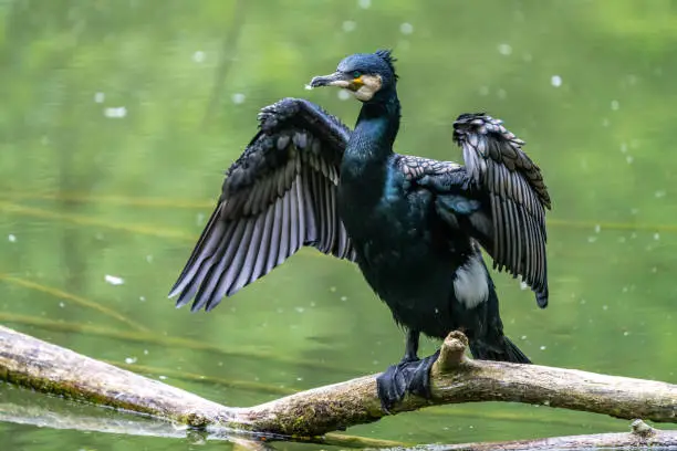 The great cormorant, Phalacrocorax carbo known as the great black cormorant across the Northern Hemisphere, the black cormorant in Australia and the black shag further south in New Zealand