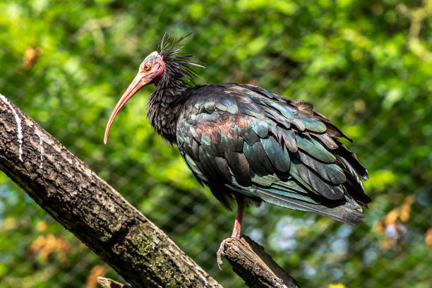 The northern bald ibis, hermit ibis, or waldrapp lat.Geronticus eremita is a migratory bird found in barren, semi-desert or rocky habitats, often close to running water.