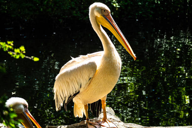 istock Great White Pelican, Pelecanus onocrotalus in a park 1264717752
