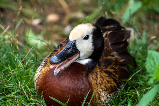 istock White-faced whistling duck, Dendrocygna viduata. Birds watching 1264717799