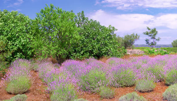istock Mountain lavender field on Hvar island, Croatia 1264718593