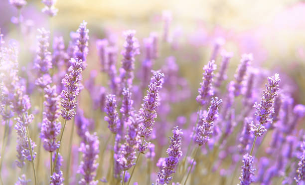 istock Close-up on mountain lavender on Hvar island in Croatia 1264718747
