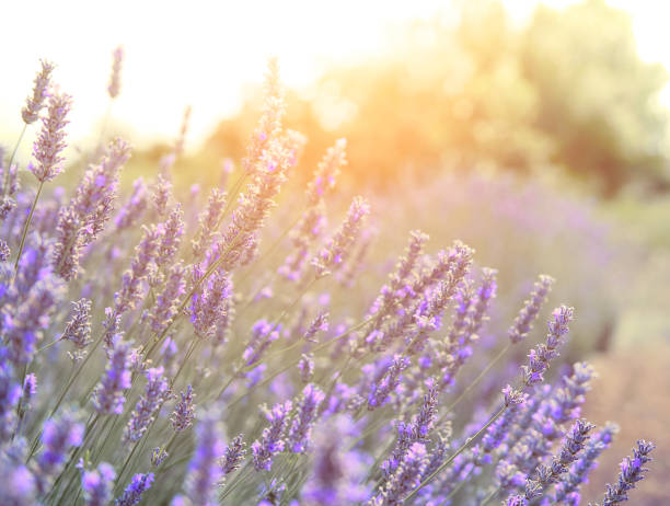 istock Mountain lavender on sunset, Hvari sland in Croatia 1264718804