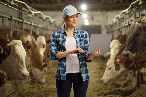 arbeiterin auf einem kuhstall in einem kuhstall, die an einem laptop arbeitet - farmer rural scene laptop computer stock-fotos und bilder