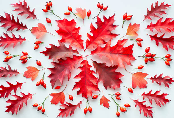 istock Dark red oak leaves, flat lay on white background. Abstract Autumn arrangement. 1264721373