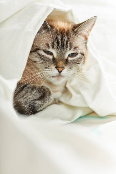 istock domestic tabby cat sleeping on a white fabric. domestic animals. relax concept 1264722591