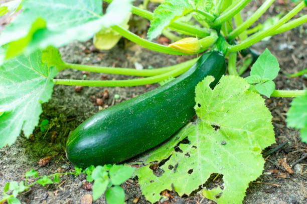 istock Ripe zucchini in the garden 1264722786