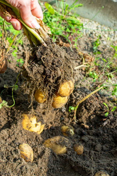 istock Hand holds fresh potato plant with potatoes 1264723142