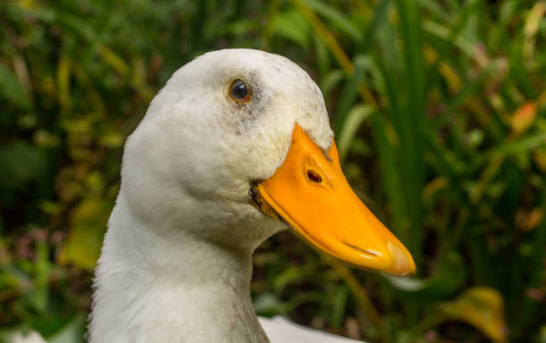 istock Adult American Pekin Ducks 1264724025