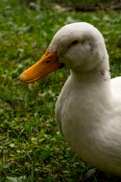 istock Adult American Pekin Ducks 1264724028