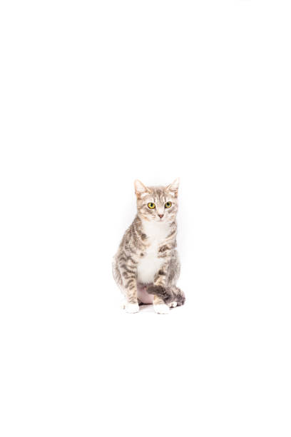 istock Gray and white cat sitting white background 1264724073