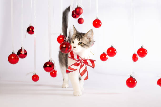 istock Kitten with bow tie playing under red Christmas ball ornaments 1264724084