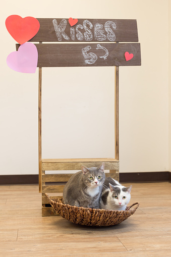 Two cats in a basket under kissing booth