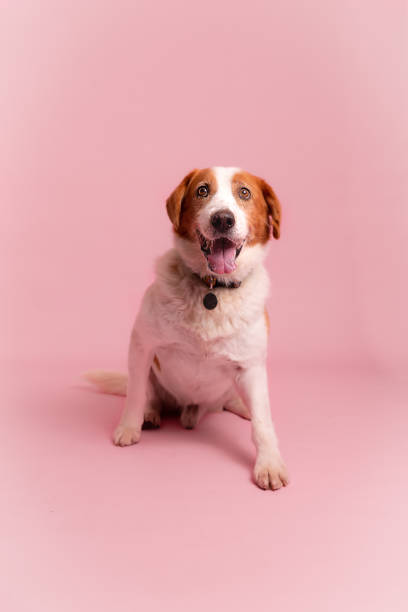 istock Happy puppy sitting pink background 1264724094