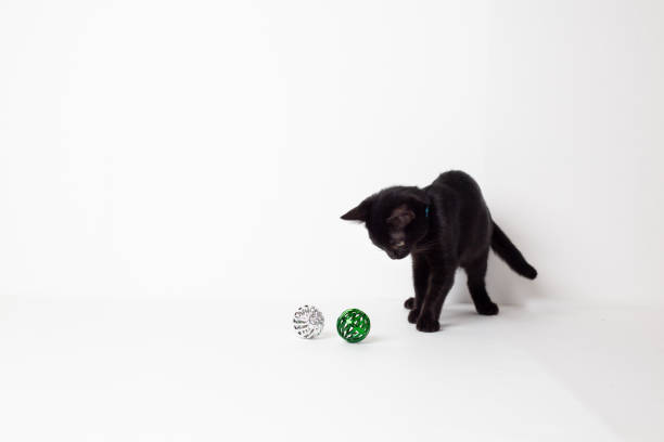 Black kitten playing next to two toy balls
