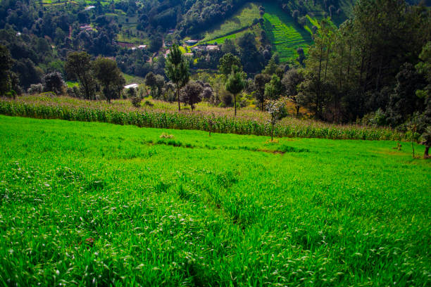 green field with green trees and plants