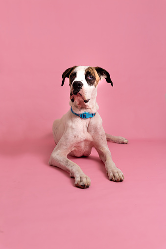 Puppy Great Dane sitting pink background