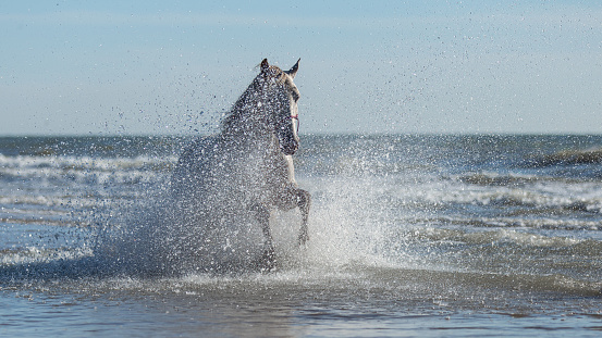 Rocky Mountain Horse galloping through the water and emerges from the sea, towards the camera. On the beach with a blue sky.
