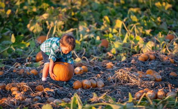 istock Lonely Child boy picking up a pumpkin at a pumpkin patch 1264727578