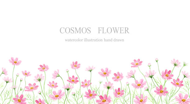 bildbanksillustrationer, clip art samt tecknat material och ikoner med akvarell illustration av kosmos fält. - rosenskära