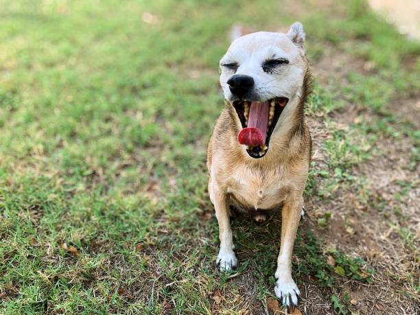 chien aîné bâillant - chihuahua dog pets yawning photos et images de collection