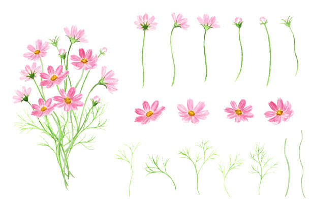 Cosmos bouquet and parts illustration set Cosmos bouquet and parts illustration set flower arrangement bouquet variation flower stock illustrations