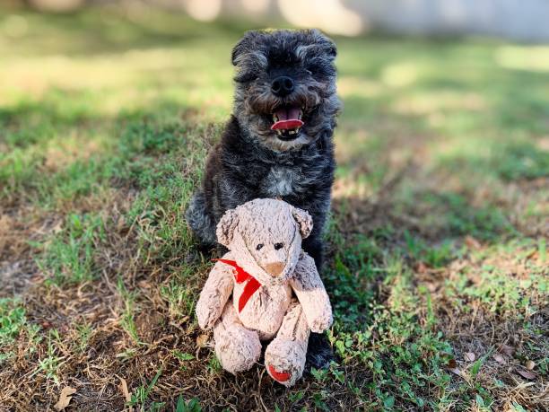 istock Small senior dog sitting with toy 1264729901