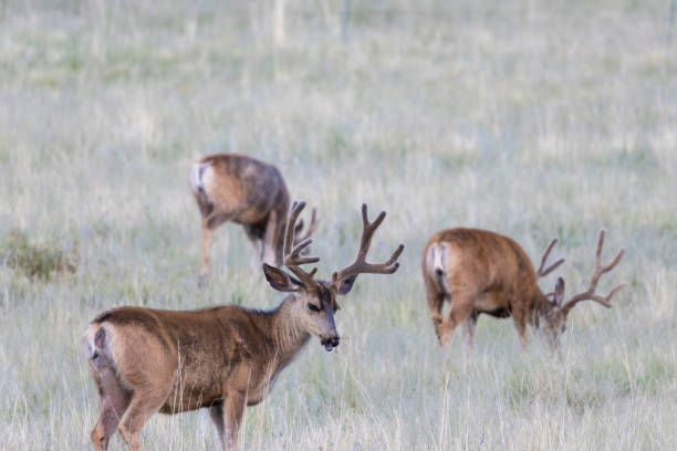 istock Herd of Buck Mule Deer 1264730579