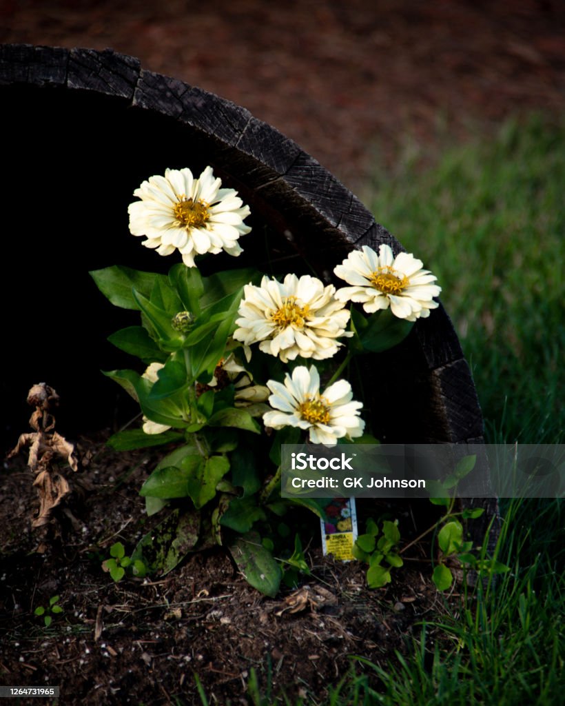 White Daisies in the Garden Beauty Stock Photo