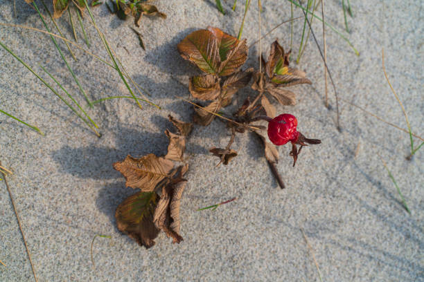 Wild dog rose