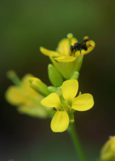 close-up, macro view of a small flying insect  on a yellow  color mustard plant flower in a home garden in Sri Lanka stock photo