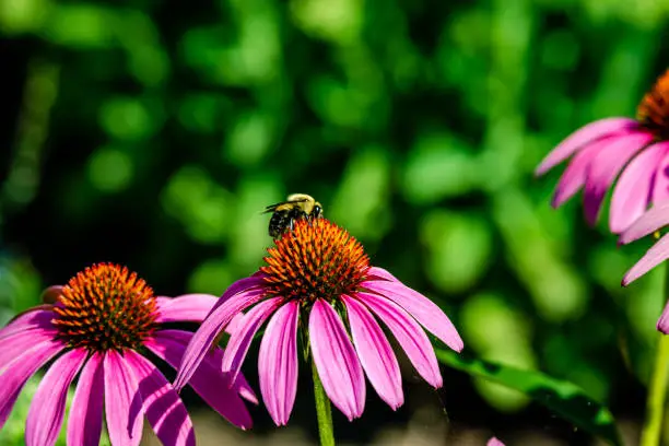 Echinacea flower, Cone-flowers with bees on.