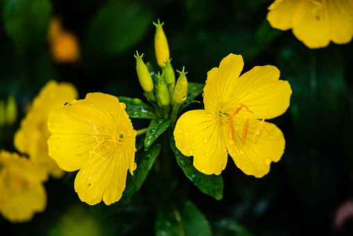 Sundrop and evening primrose are the day and night bloomers of their genus, and the common name is a perfect choice for petals that look like molten gold.