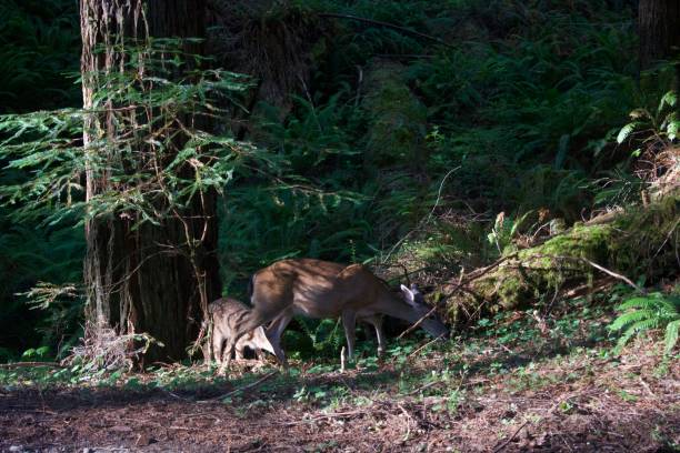 istock Doe and fawn in the wild 1264738385