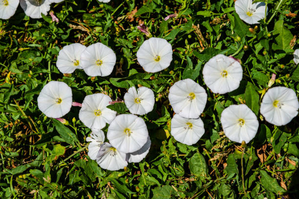 Field bindweed flowers Convolvulus arvensis is a species of bindweed that is rhizomatous and is in the morning glory family, native to Europe and Asia bindweed photos stock pictures, royalty-free photos & images