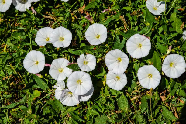 Convolvulus arvensis is a species of bindweed that is rhizomatous and is in the morning glory family, native to Europe and Asia