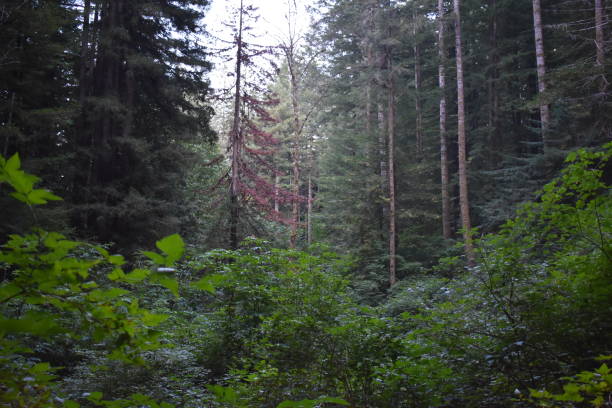 istock Redwood trees with ferns 1264739442