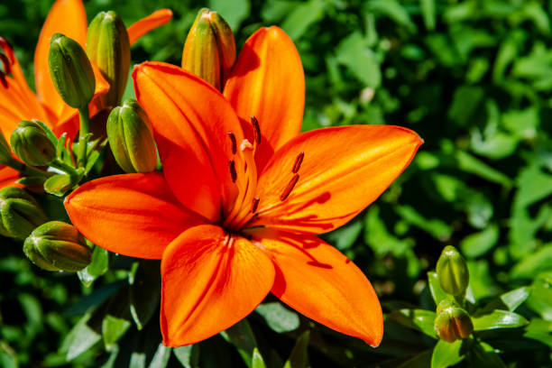 istock Lily flowers in the garden 1264739550