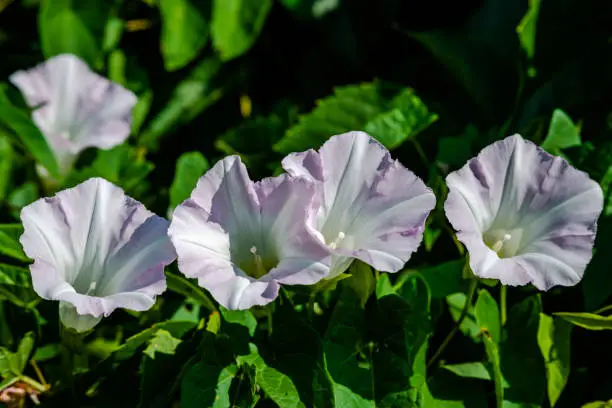 Calystegia sepium is a species of bindweed, with a subcosmopolitan distribution throughout the temperate Northern and Southern hemispheres. It is an herbaceous perennial that twines around other plants, in a counter-clockwise direction, to a height of up to 2–4 m, rarely 5 m