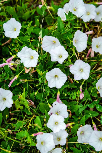 Convolvulus arvensis is a species of bindweed that is rhizomatous and is in the morning glory family, native to Europe and Asia