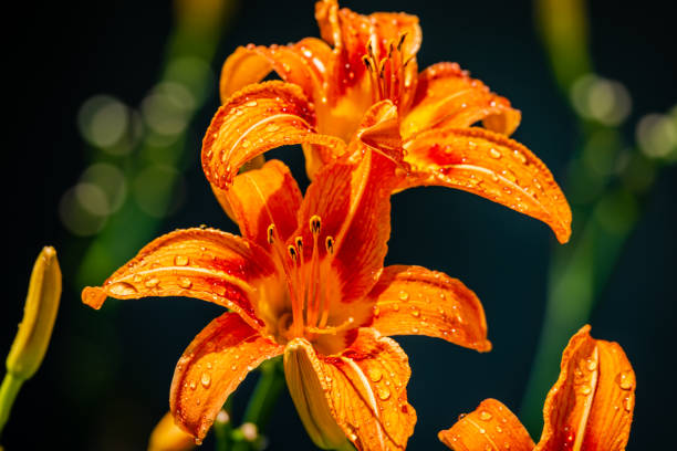 istock Lily flowers in the garden 1264740150